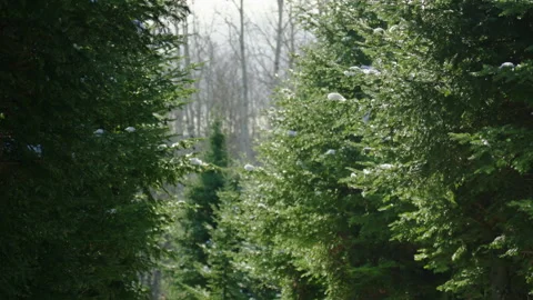 Fir coniferous tree forest snow melting water droplets in bright sunlight with Stock Footage 256018098