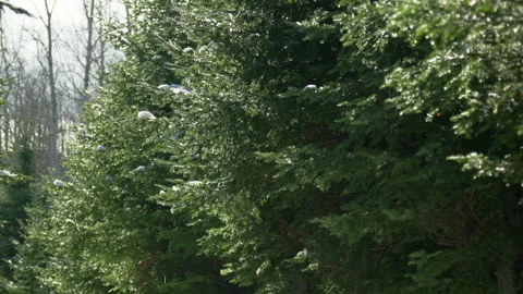 Fir coniferous tree forest snow melting water droplets in bright sunlight Stockbeeldmateriaal 256020202