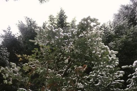 Fir covered by snow, bottom view Stock Photos