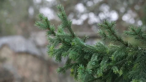 Fir covered with snow Stock Footage 75042140