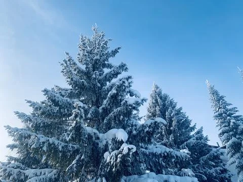 Fir covered with snow Stock Photos