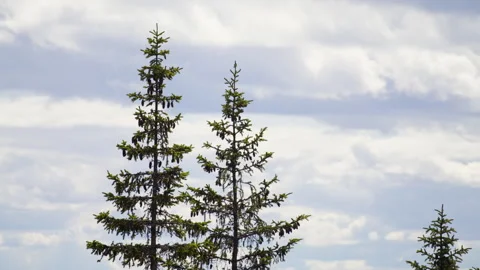 Fir Crowns Against Soft Cloud Layers in Norwegian Nature Woods Forest Stock Footage 340857415
