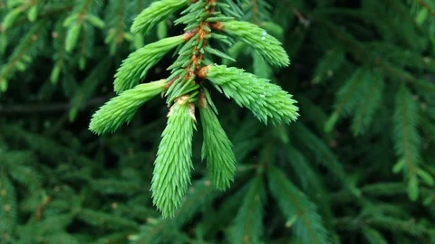 Fir Vídeo Stock 94373260