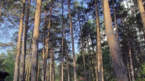 Fir forest and blue sky Stock Footage 159531963