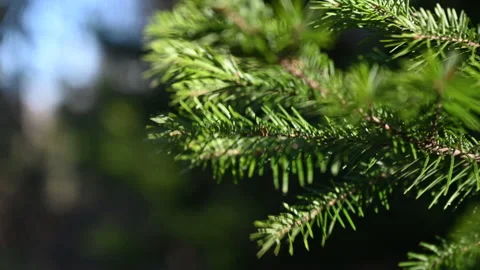Fir in the forest close-up Stock Footage 163628498