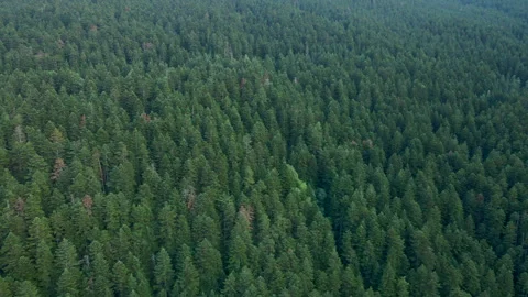 Fir forest covering pyrenees mountain landscape. Stock Footage 345179051