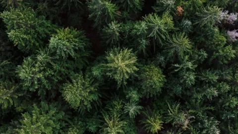 Fir forest drone Stock Footage 226766174