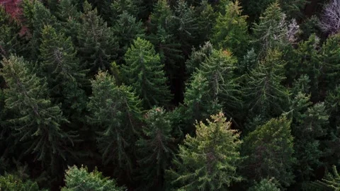 Fir Forest Drone Stock Footage 226766226