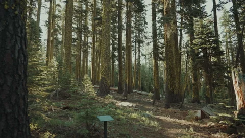 Fir forest with fallen logs and a small trail marker Stock-Footage 348047247