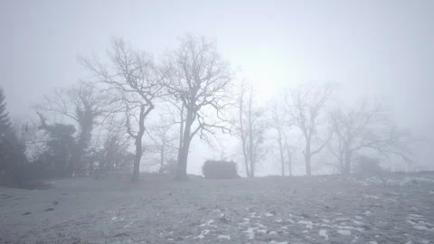Fir Forest In The Fog, Texture Of Branches In Winter Stock Footage 264610555