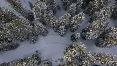 Fir forest Stock Footage 104546748