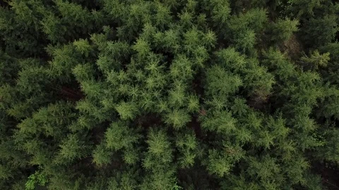 Fir forest from the height of a bird Stock Footage 126428355