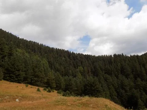 Fir forest in mountains Stock Photos