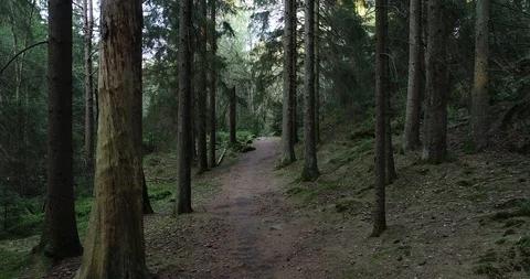 Fir forest path Stock Footage