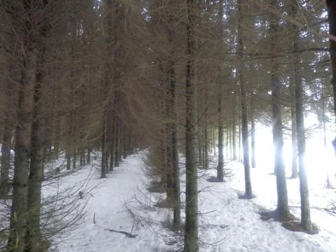 Fir forest 스톡 사진