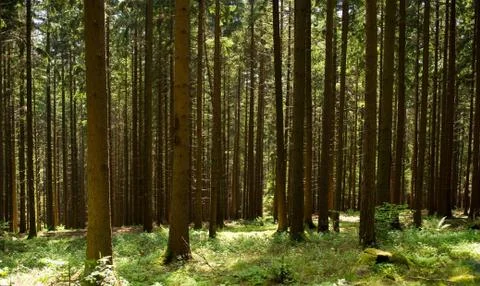 Fir forest Stock Photos