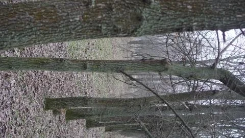 Fir forest Stock Photos