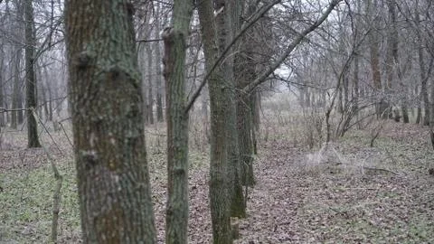 Fir forest Stock Photos