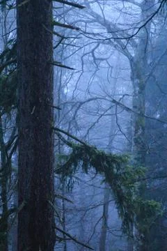 Fir forest Foto stock