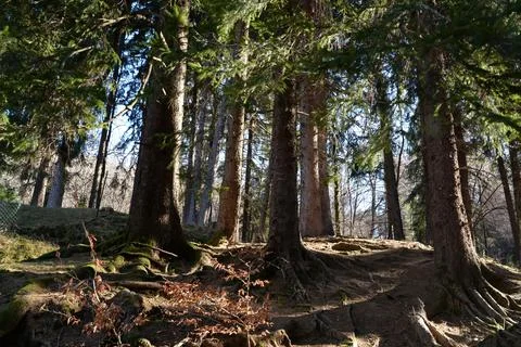 Fir Forest Stock Photos