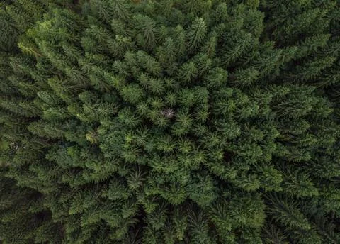 Fir forest pictured from drone Stock Photos