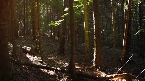 Fir forest on the side of a mountain. Natural sound video Stock Footage 153242365