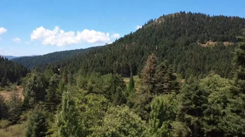 Fir forest spreading over mountains and dry summer grassland under clouds Stock Footage 326353363