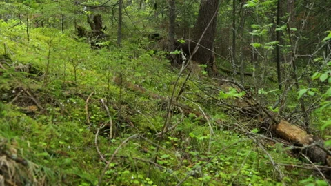 Fir forest in summer Stock Footage 95940123