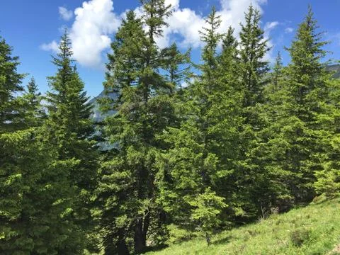 Fir forest in summer Stock Photos
