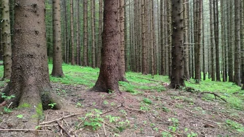 Fir forest summer rain in Carpathian Mountains , Romania Stock Footage 243667573