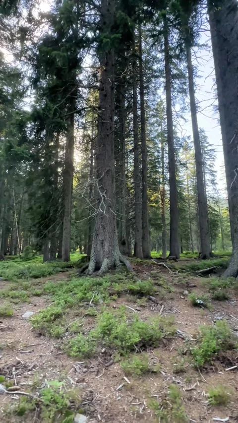 Fir forest at sunset during a summer walk in the mountains Stock-Footage 289670861