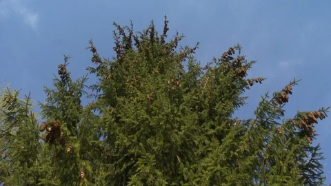 Fir forest tree branches with cones move in wind on blue sky. Static shot. Stock Footage 109506561