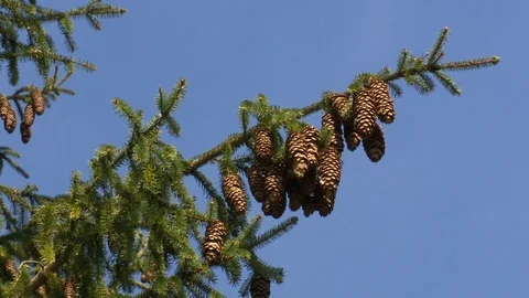 Fir forest tree branches with lot of cones on blue sky. Static shot Stock Footage 109506428