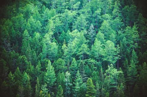Fir forest view from above Stock Photos