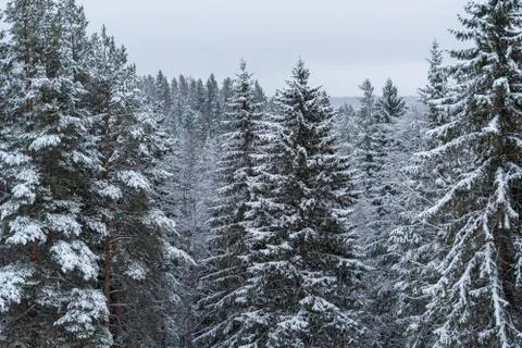 Fir forest in winter and snow, picture from Northern Sweden. Stock Photos