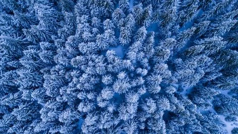 Fir forest in winter Stock Photos