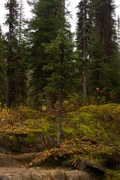 Fir growing between rocks. Stock Photos