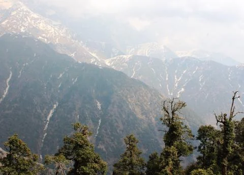 Fir in himalayas Foto stock