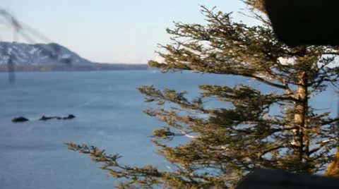 Fir Island Stock Footage 11019107