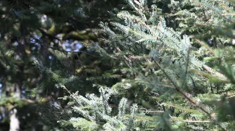 Fir Island Stock Footage 11061542