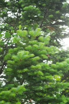 Fir leaves Stock Photos
