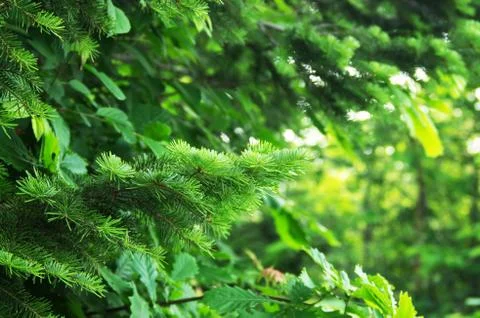 Fir leaves Stock Photos