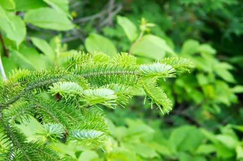 Fir leaves Foto stock