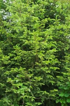 Fir leaves Stock Photos
