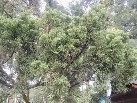 Fir leaves Stock Photos