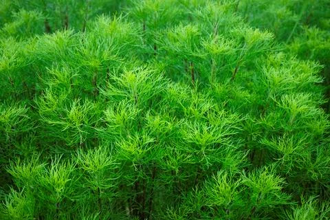 Fir Leaves Stock Photos