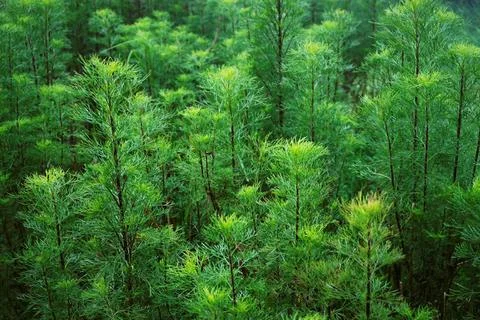 Fir leaves Stock Photos