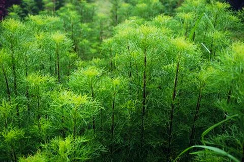 Fir leaves Stock Photos