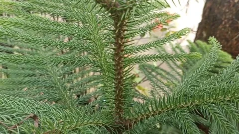 Fir leaves in a pot video view from top to bottom Stock Footage 231829918