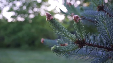 Fir limb in the nature Stock Footage 89502463